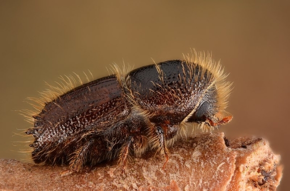 Is Sitka Spruce Now Vunerable to IPS Typographus (Spruce Beetle)?