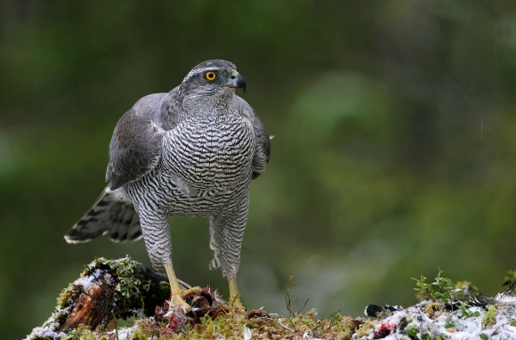 Thoughts from The Wood - March: Goshawks